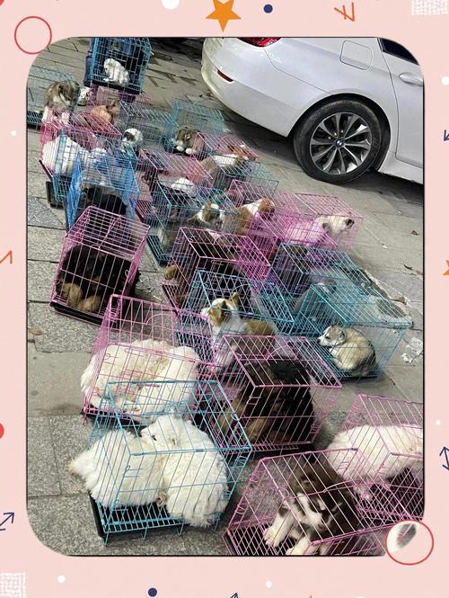 杭州回应“试点宠物乘公交地铁”建议：社会接受度明显分化，短期不具备条件