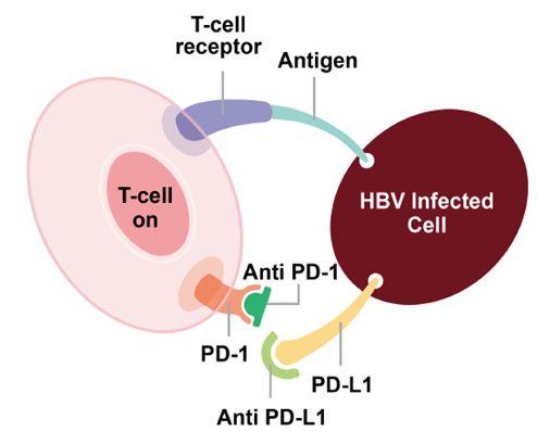歌礼制药-B早盘涨超8% 获GIC斥资7.81亿港元增持歌礼制药