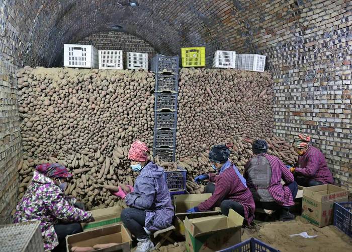 新疆和田地区延伸中药材产业链沙地飘药香